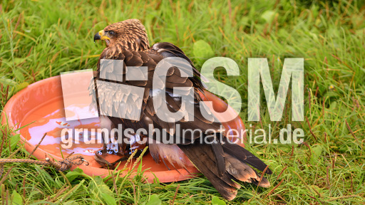 Schwarzmilan (15).jpg